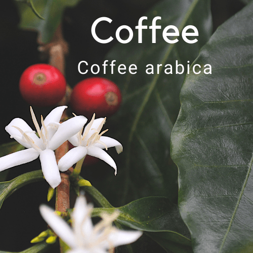 Coffee - Coffee arabica, Grow your own coffee beans - Rare Dragon Fruit