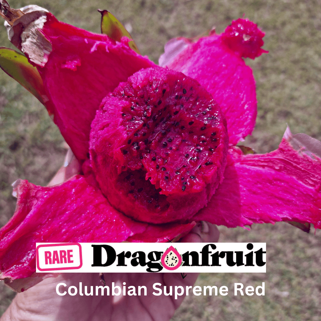 Colombian Supreme Red- Hylocereus Polyrhizus Colombia - Rare Dragon Fruit