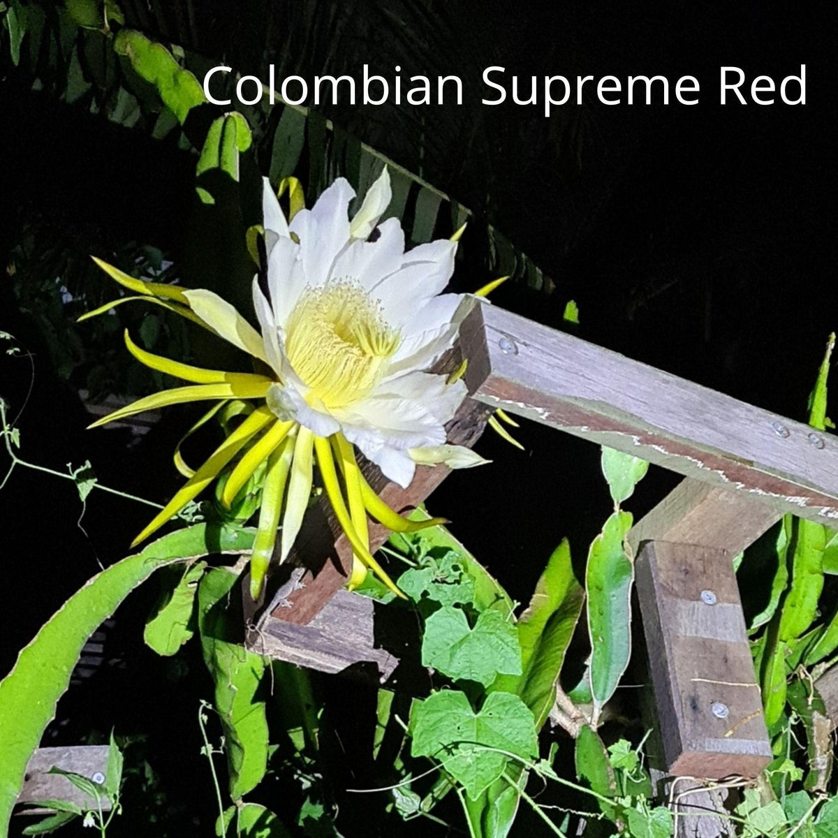 Colombian Supreme Red- Hylocereus Polyrhizus Colombia - Rare Dragon Fruit