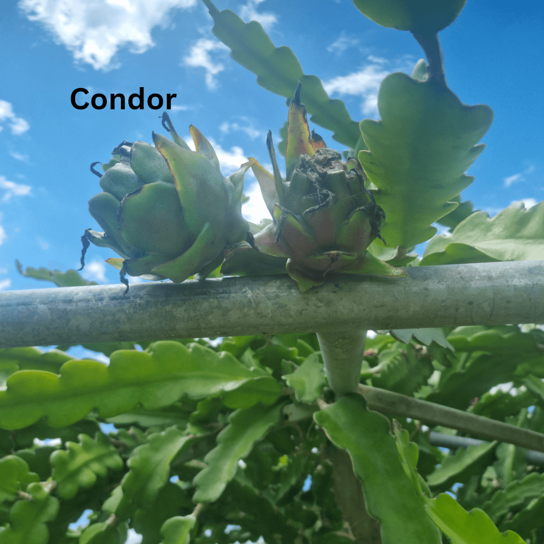 Condor- Hylocereus guatemalensis X Californian Dragon Fruit - Rare Dragon Fruit
