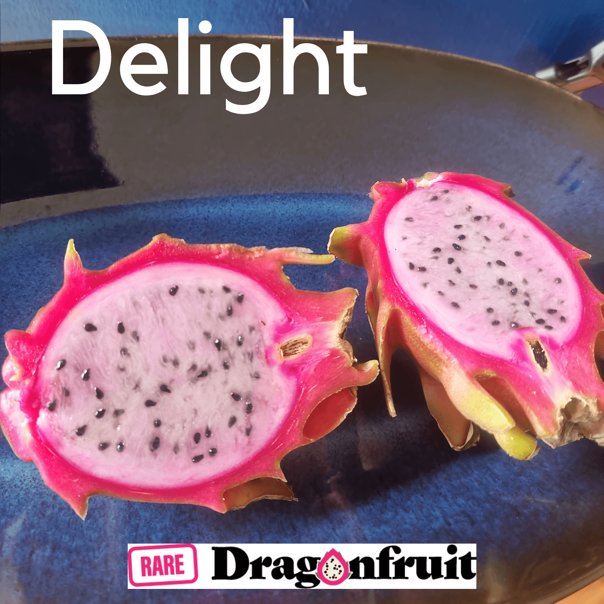 Delight- H. undatus X H. guatemalensis California Dragon Fruit Plant - Rare Dragon Fruit