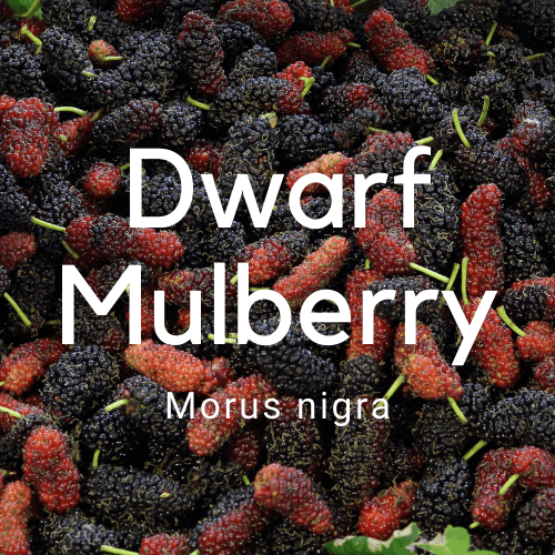 Dwarf Mulberry- Morus nigra - Rare Dragon Fruit