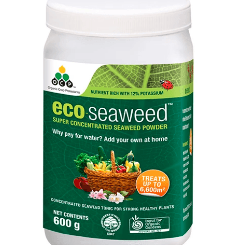 organic fertilizer for dragon fruit plant Eco- seaweed 600g - Organic Fertilizer