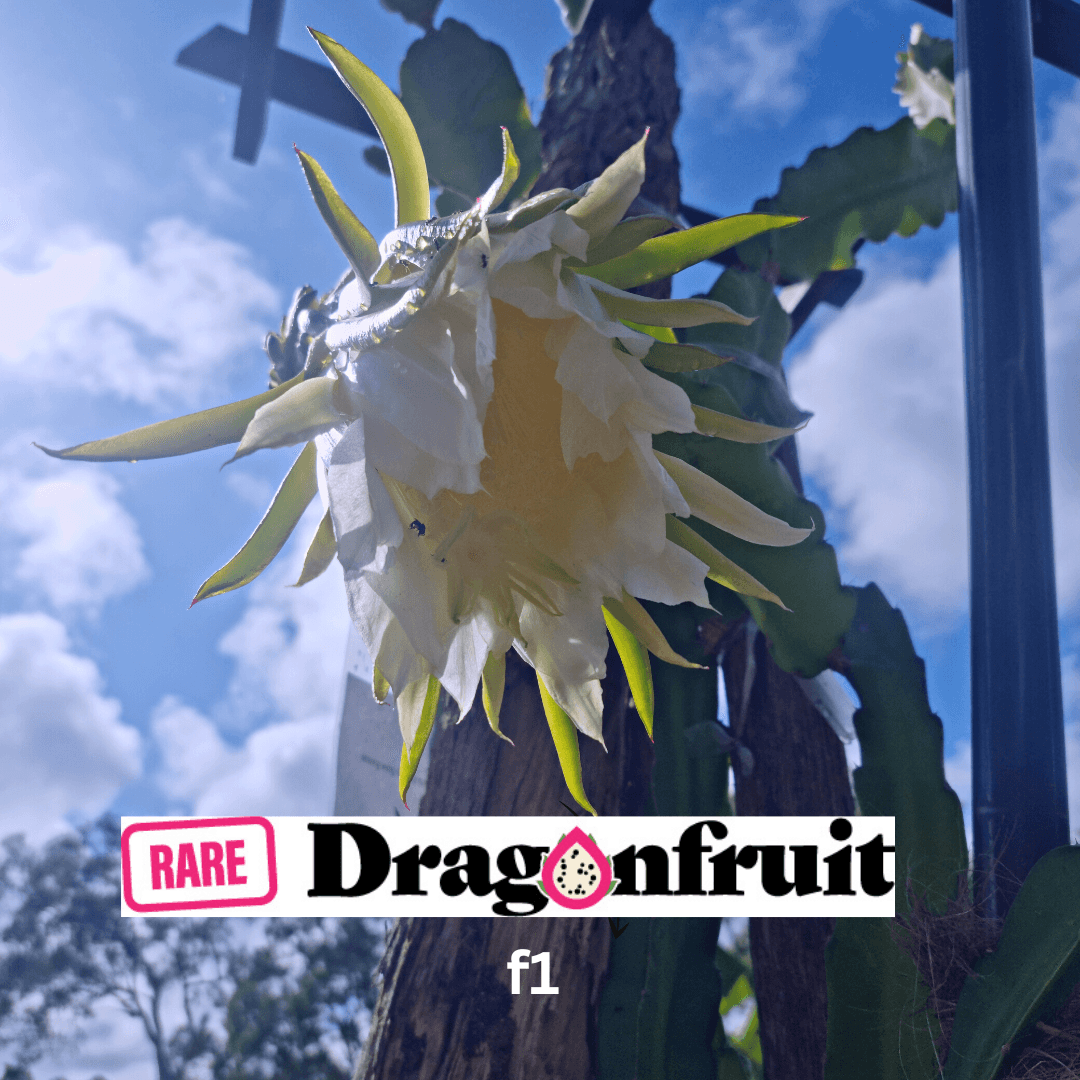 F1 Commercial Dragon fruit variety. - Rare Dragon Fruit