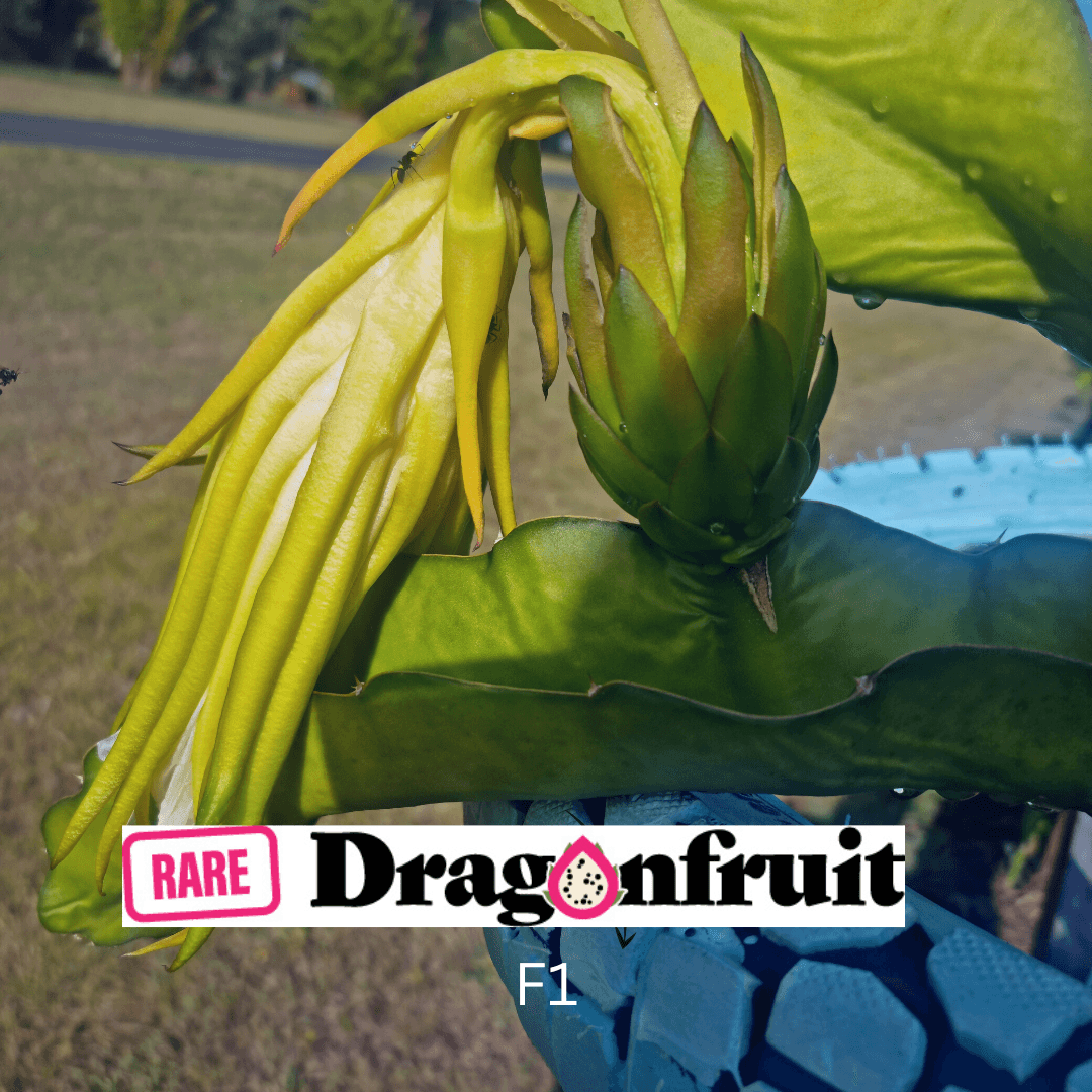 F1 Commercial Dragon fruit variety. - Rare Dragon Fruit