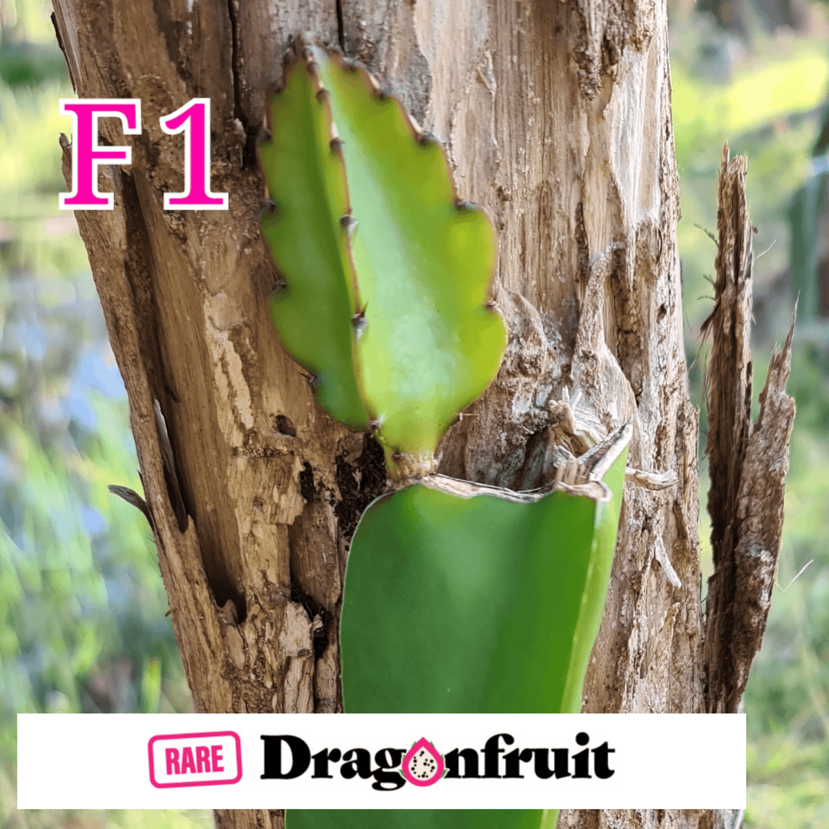 F1 Commercial Dragon fruit variety. - Rare Dragon Fruit