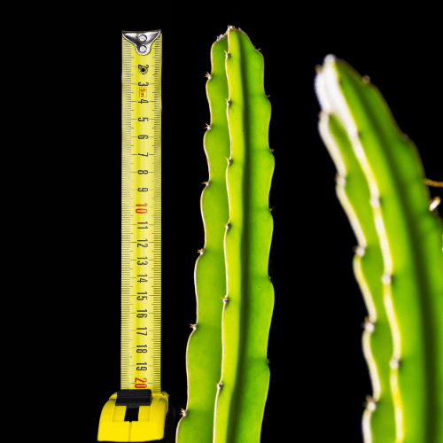 F1 Commercial Dragon fruit variety. - Rare Dragon Fruit