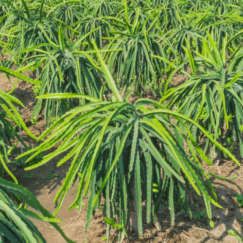 Red Megalanthus Dragon Fruit - H. megalanthus X H. polyrhizus Hawaii - Rare Dragon Fruit
