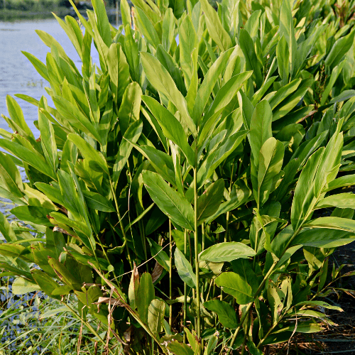 Galangal Ginger Plant (Alpinia galanga) - Rare Dragon Fruit