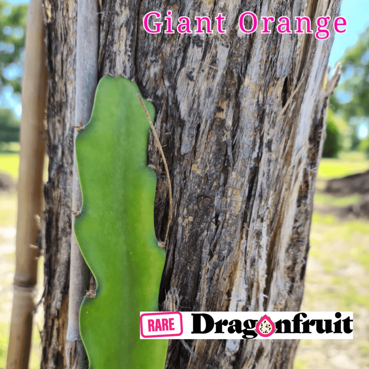 Giant Orange Dragon Fruit Plant - Rare Dragon Fruit