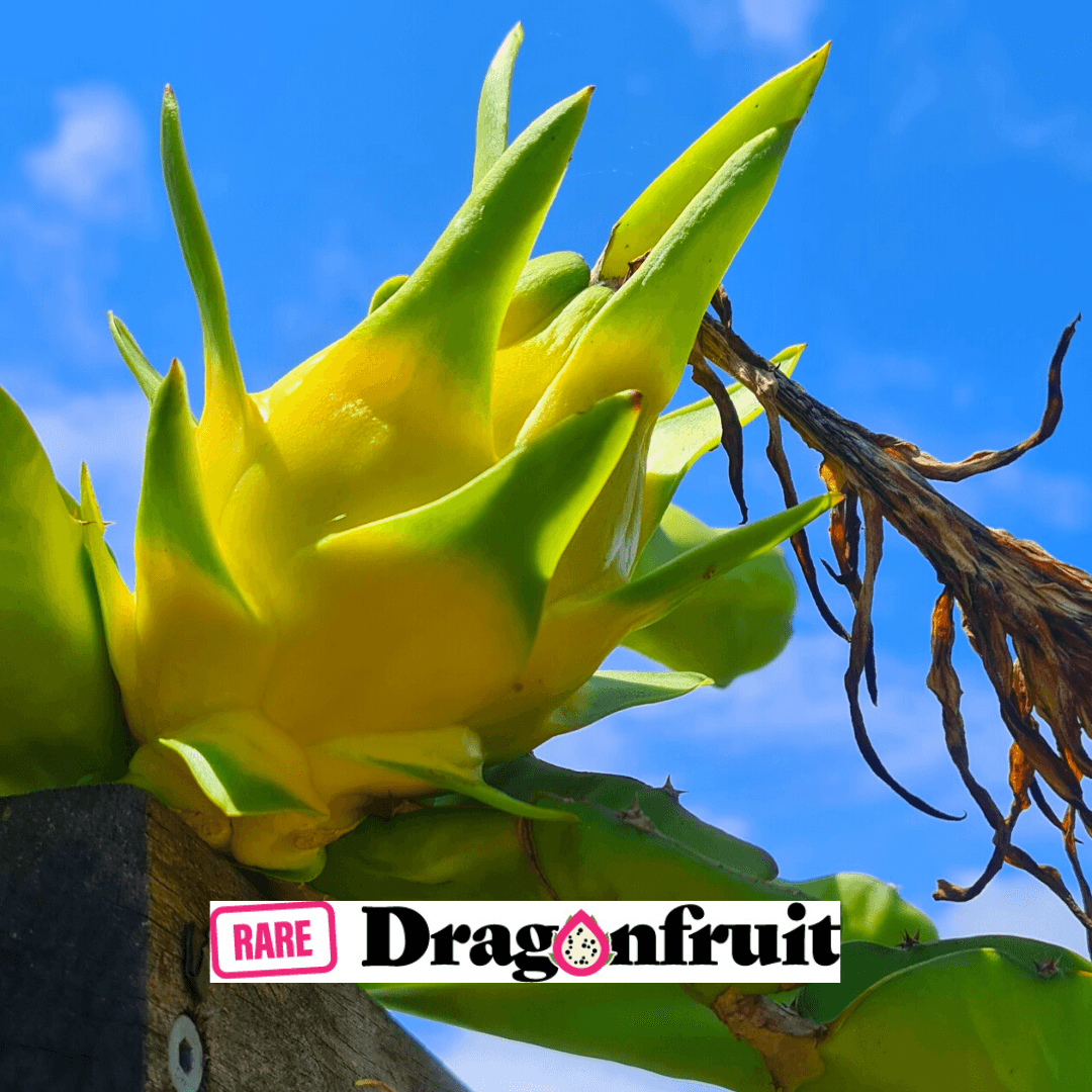 Isis Gold - Hylocereus Undatus X QLD Australian Dragon Fruit Variety - Rare Dragon Fruit