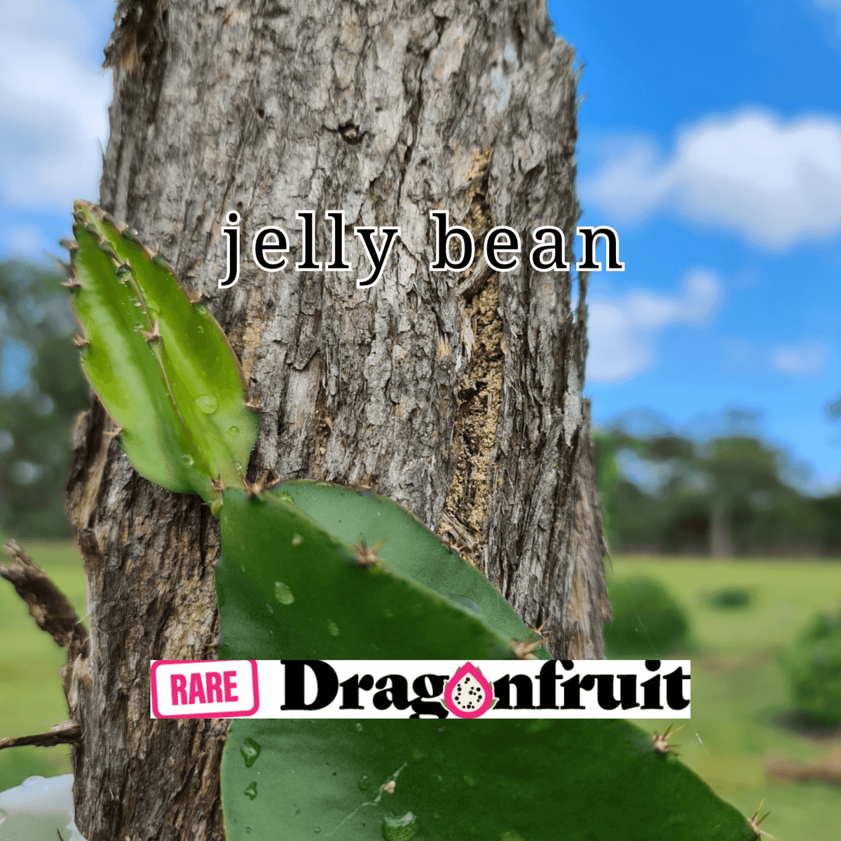 Jelly Bean Dragon Fruit - Rare Dragon Fruit