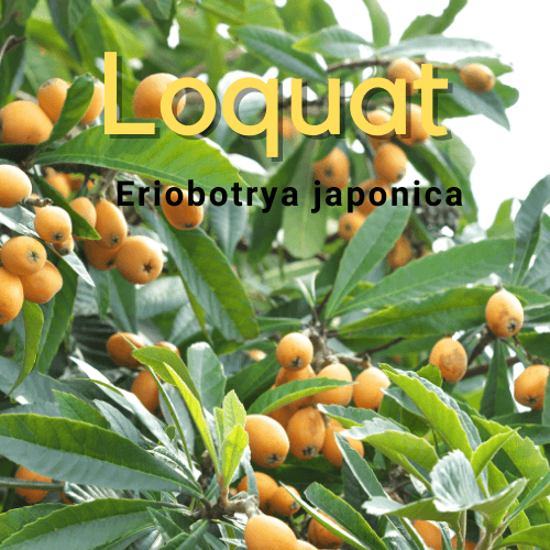 Loquat - Eriobotrya japonica Fruit tree - Rare Dragon Fruit