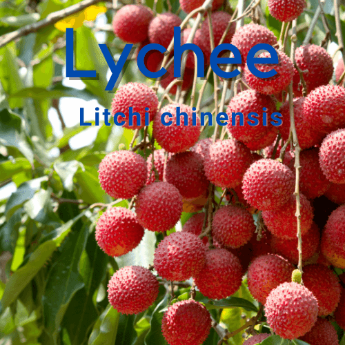 Lychee tree - Litchi chinensis- 50mm Tube - Rare Dragon Fruit