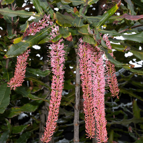 Macadamia Bush Nut - Macadamia tetraphylla - Rare Dragon Fruit