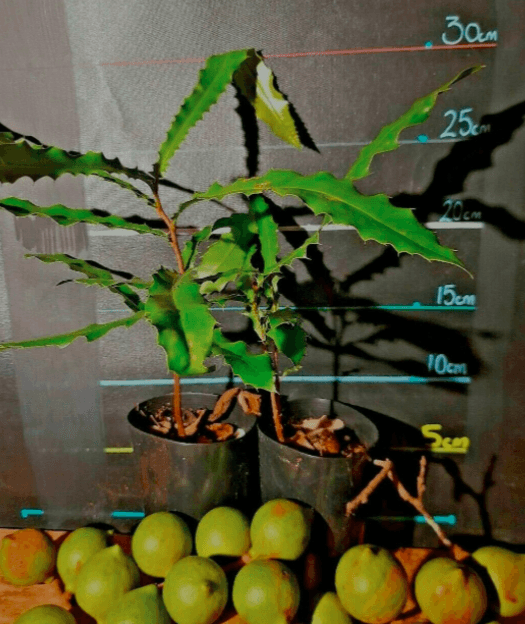 Macadamia Bush Nut - Macadamia tetraphylla - Rare Dragon Fruit