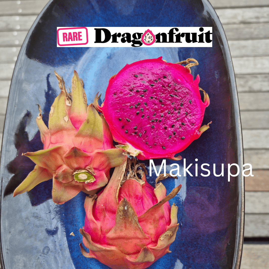Makisupa (XXL bloom)- H. undatus X H. Polyrhizus Dragon Fruit from Florida - Rare Dragon Fruit