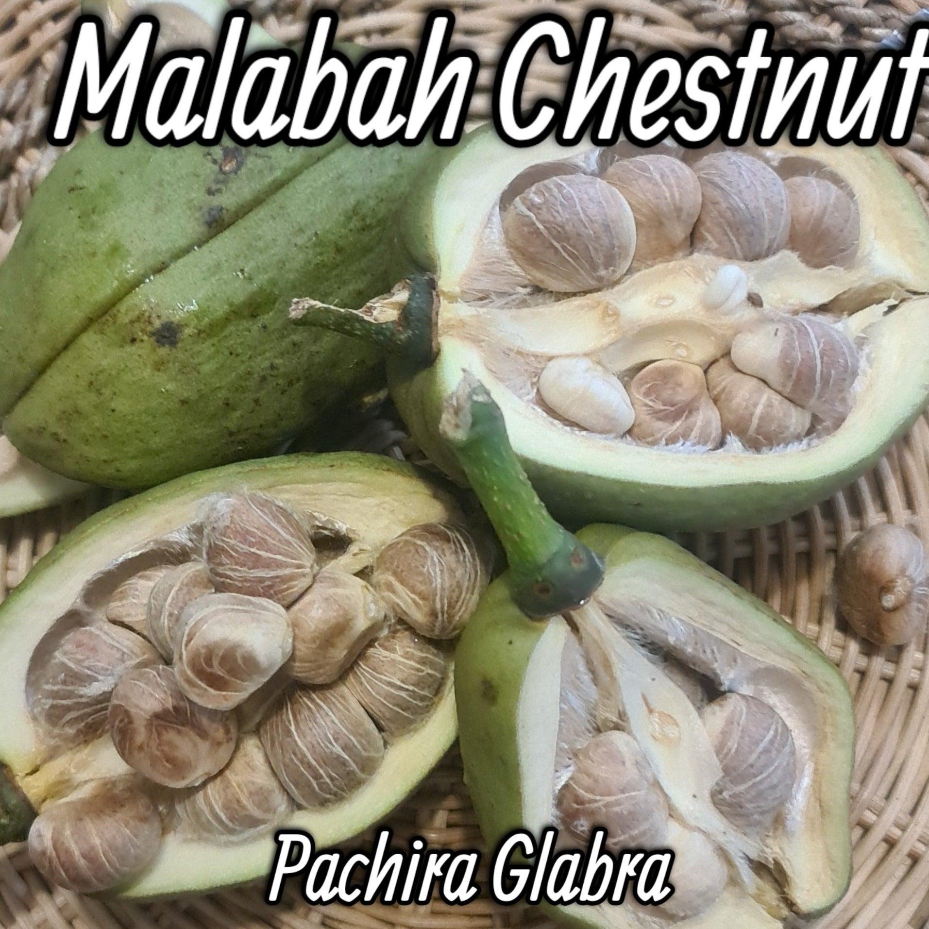MALABAR CHESTNUT / SABA NUT / Guiana Chestnut - Pachira Giabra - Rare Dragon Fruit