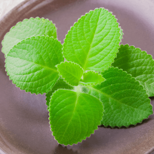 Mexican Mint, Cuban Oregano, Mother of all herbs (Coleus amboinicus)