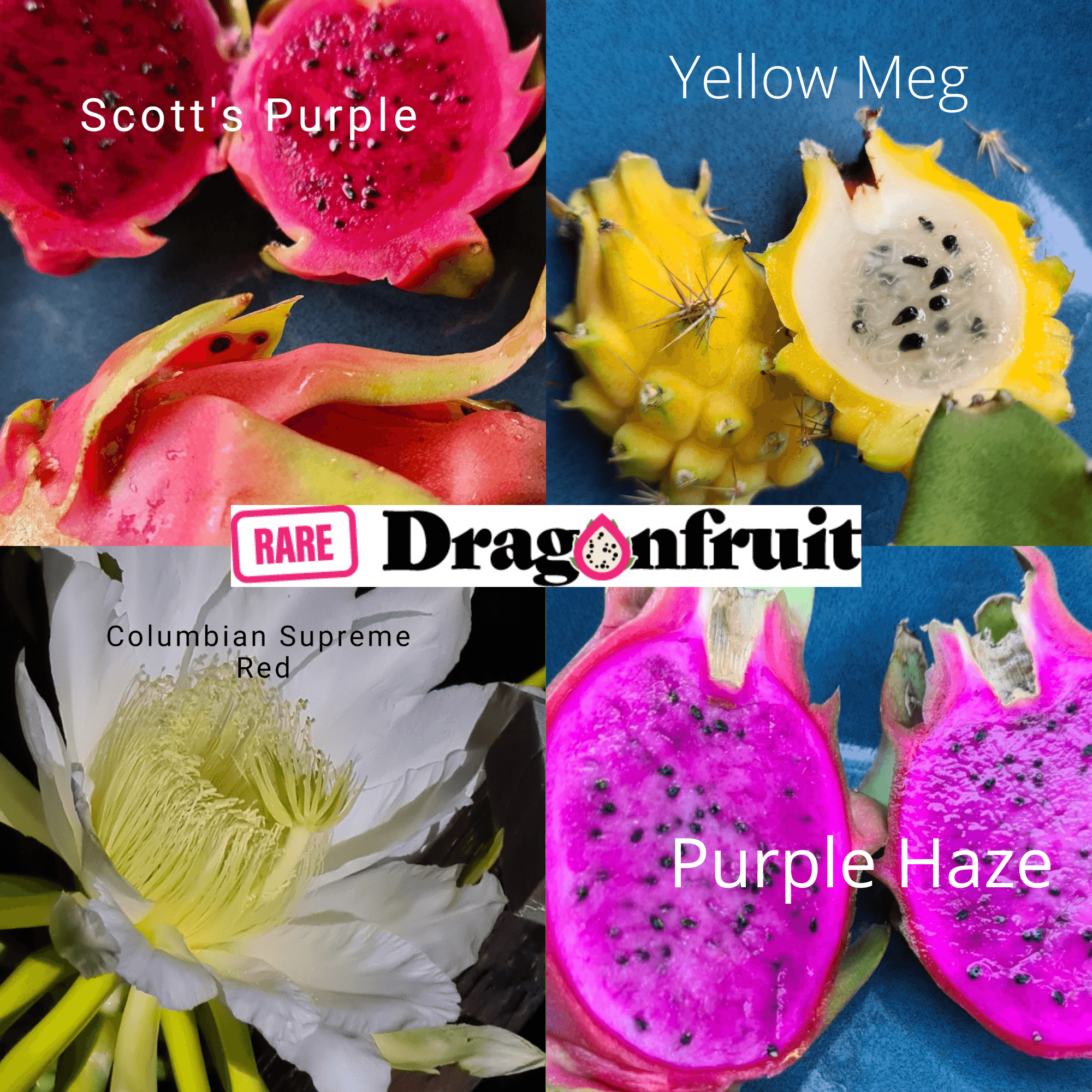 Mixed Dragon Fruit x4 Scotts Purple, CSR, Purple haze and Yellow megalantus - Rare Dragon Fruit