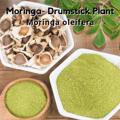 5 Seeds Moringa oleifera- Drumstick Tree - Moringa - Tree of life