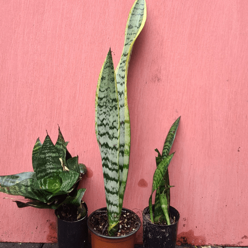 dracaena trifasciata price Mother in laws tongue, Snake Plant , Dracaena trifasciata Mixed 3
