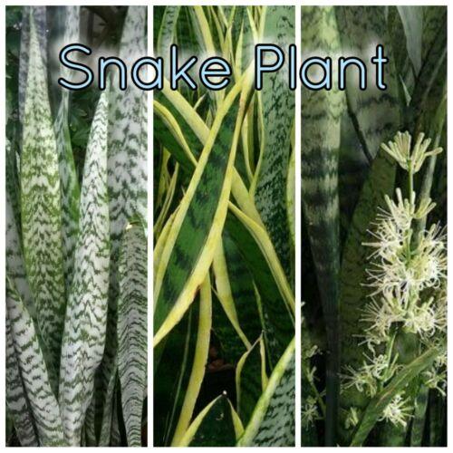 Mother in laws tongue, Snake Plant , Dracaena trifasciata x2 - Rare Dragon Fruit