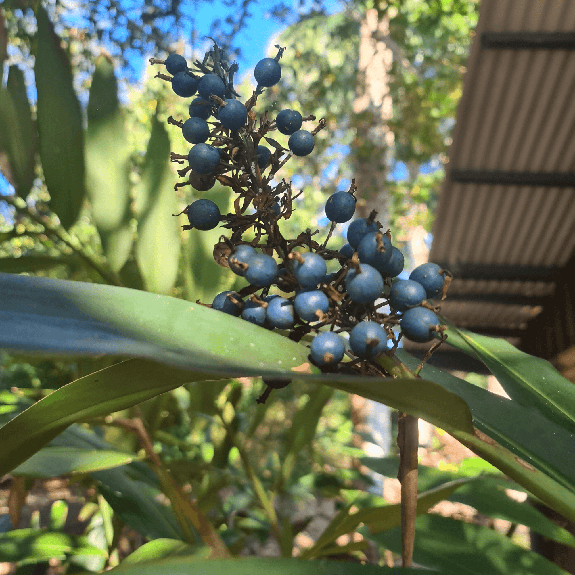 NATIVE GINGER – ALPINEA CAERULEA - BUSH TUCKER SPECIES - Rare Dragon Fruit