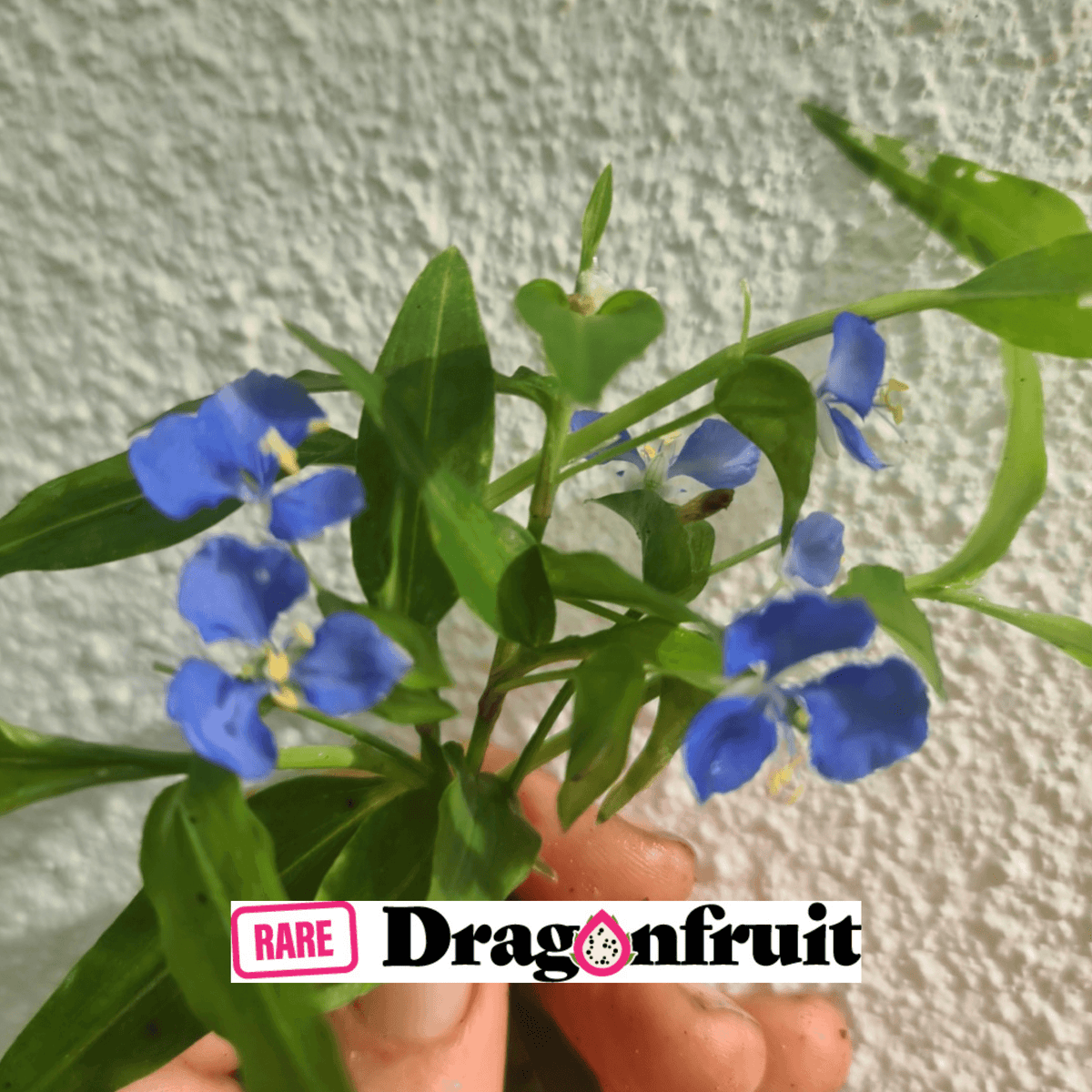 Native Wandering Jew, Wandering Sailor - Commelina diffusa - Rare Dragon Fruit