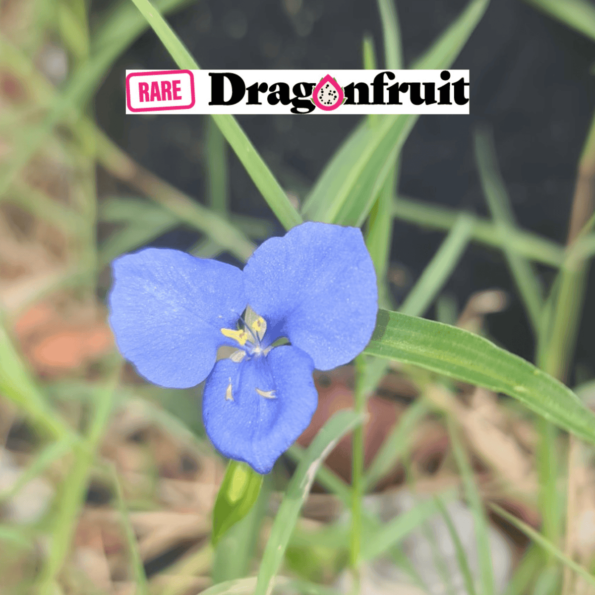 Native Wandering Jew, Wandering Sailor - Commelina diffusa - Rare Dragon Fruit