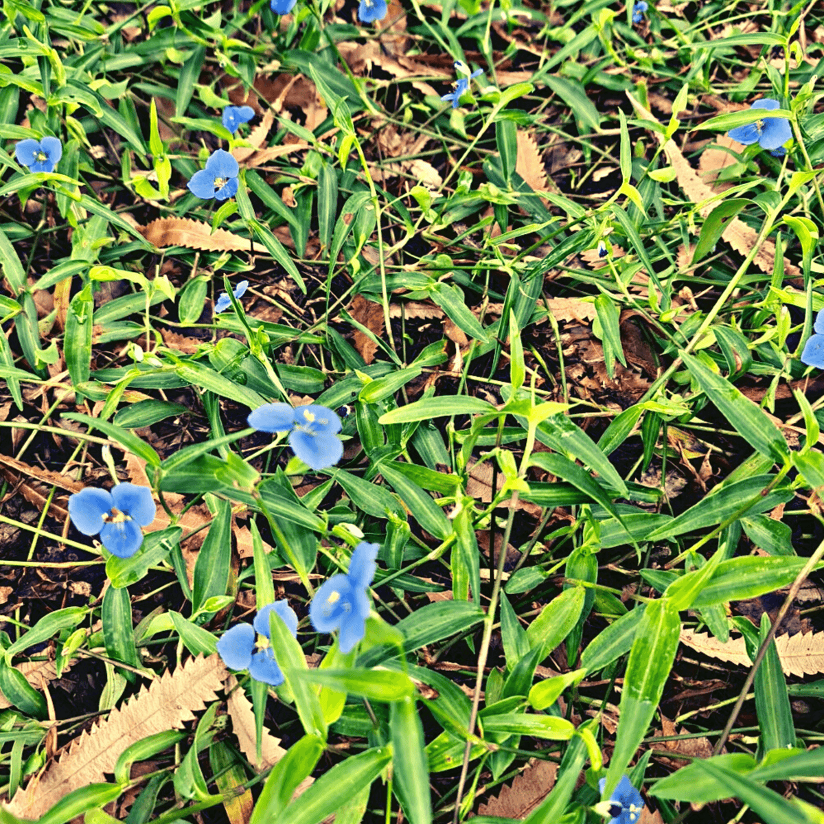 Native Wandering Jew, Wandering Sailor - Commelina diffusa - Rare Dragon Fruit