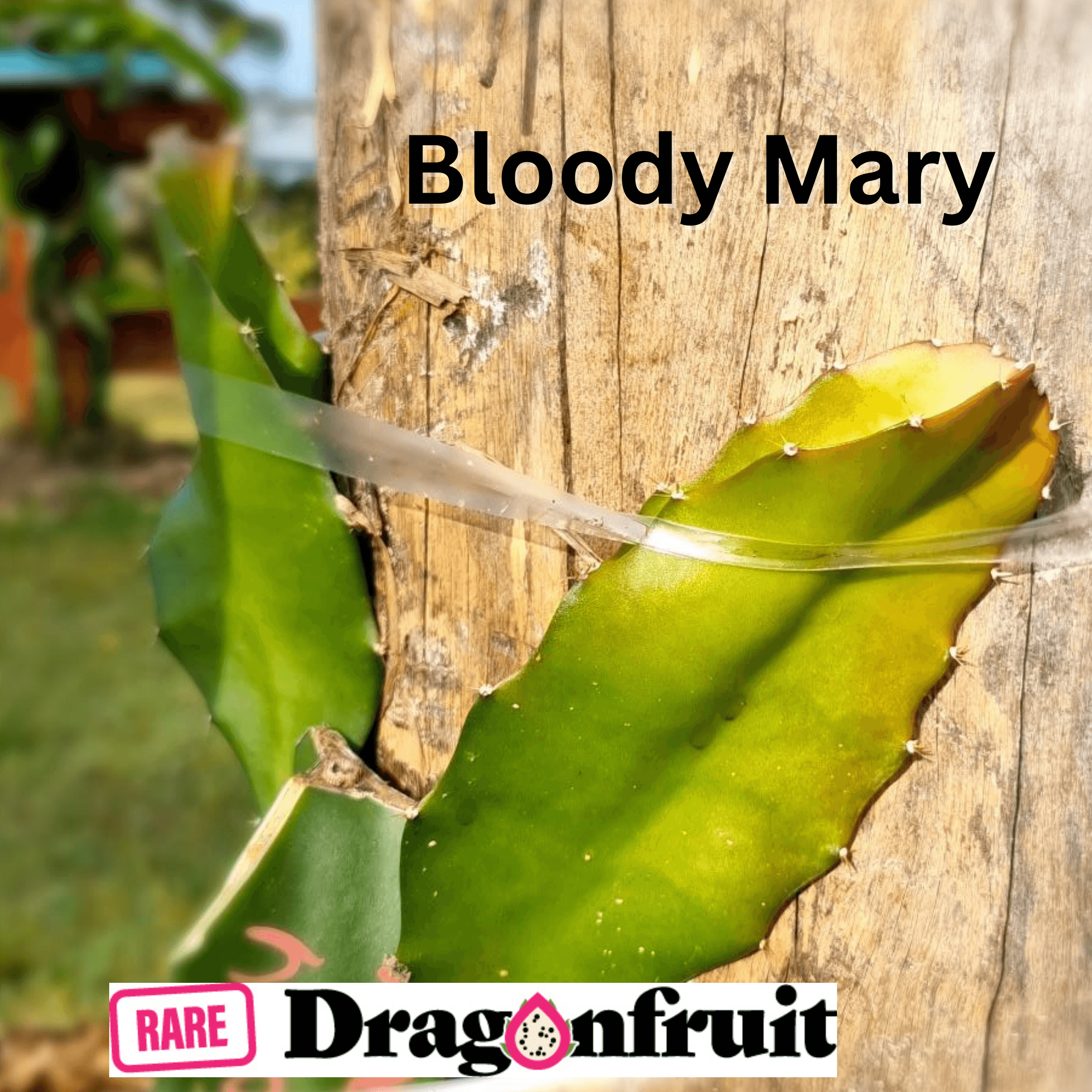 NEW 2023 Bloody Mary – Hylocereus polyrhizus Dragon fruit - Rare Dragon Fruit