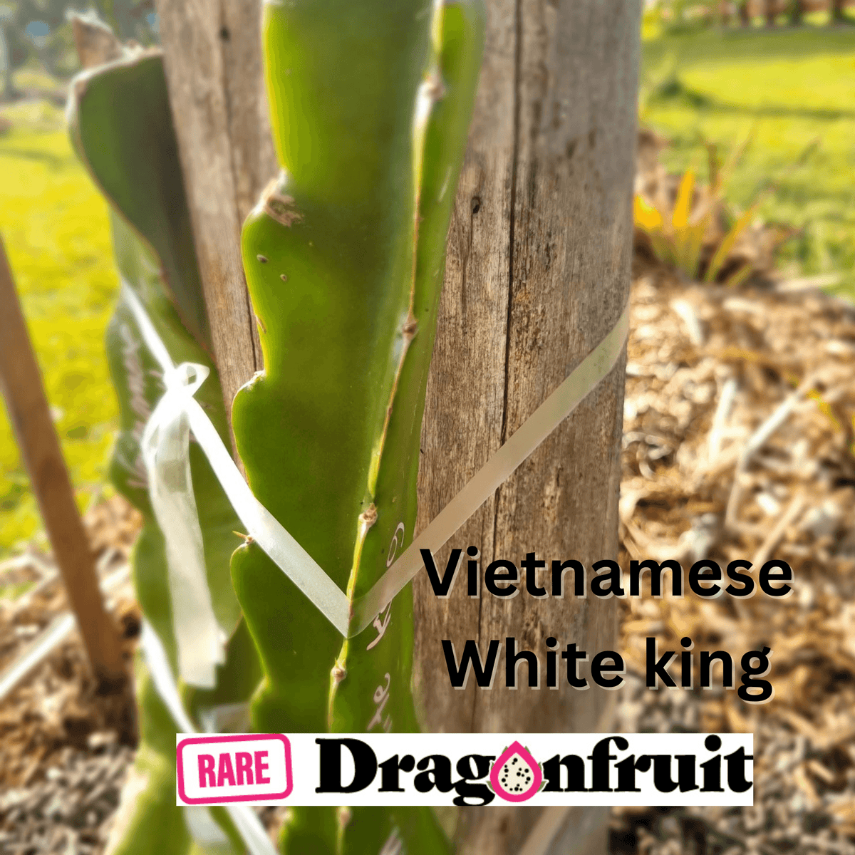 Vietnamese White King Dragon Fruit - Rare Dragon Fruit