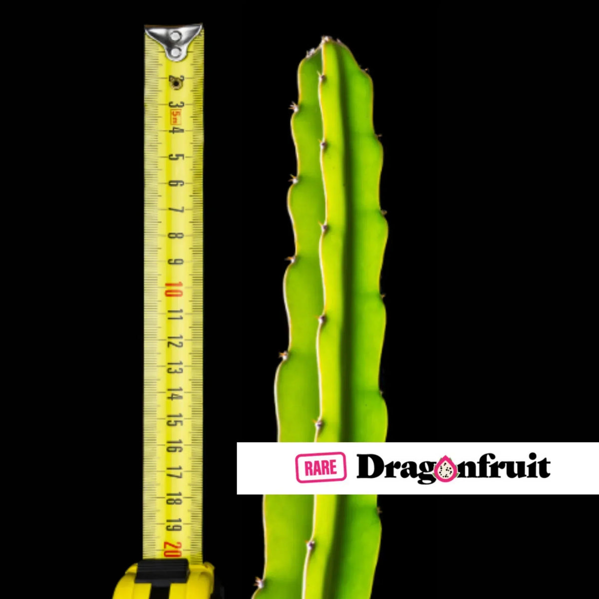 Berry Beauty Dragon Fruit Plant - Rare Dragon Fruit