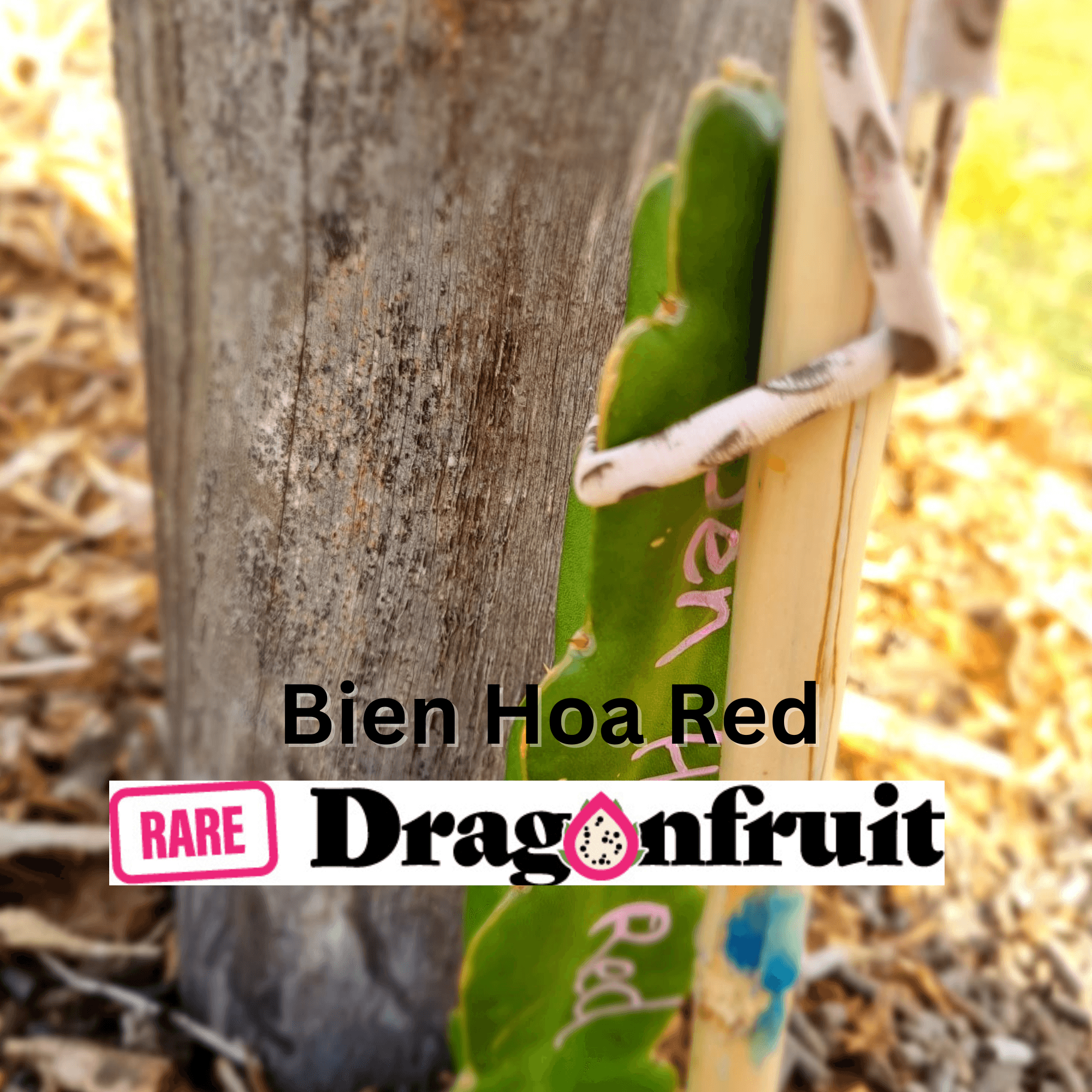 New Bien Hoa Red – Hylocereus guatemalensis dragon fruit - Rare Dragon Fruit