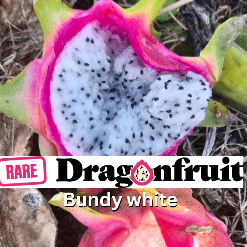 New Bundy White Dragon fruit - Rare Dragon Fruit