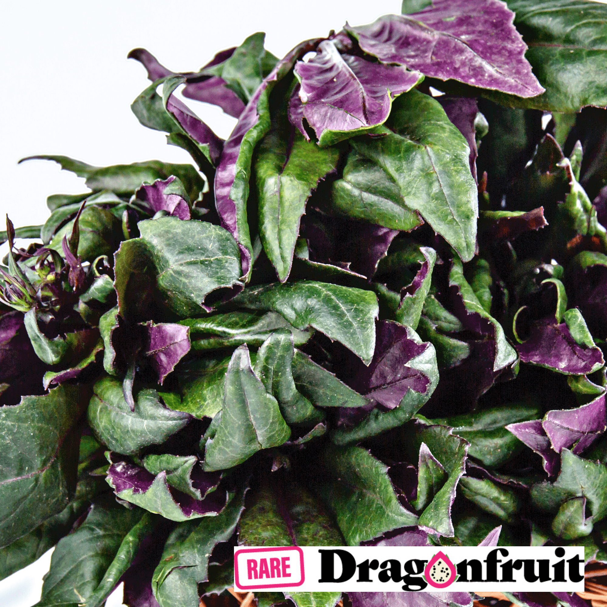 Okinawa Spinach Gynura crepioides Rare Dragon Fruit