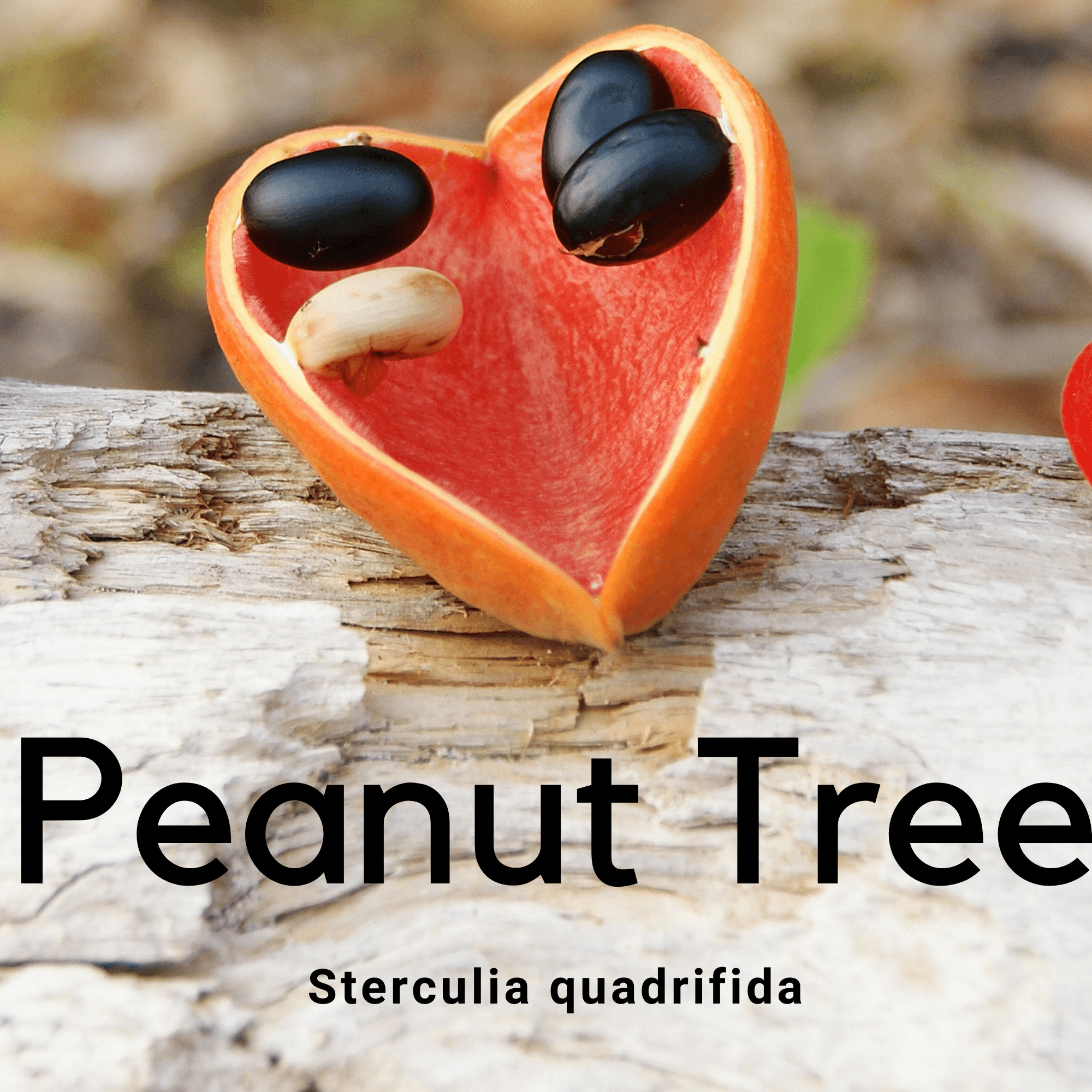 Peanut Tree- Sterculia quadrifida - Rare Dragon Fruit
