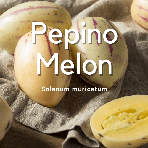 Pepino Melon- Solanum muricatum - Rare Dragon Fruit