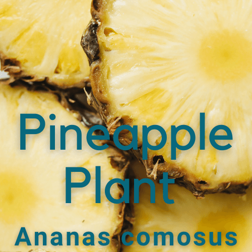 Pineapple Pure Gold - Ananas comosus fruit plant - Rare Dragon Fruit