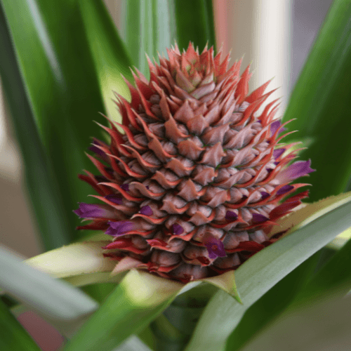 plants like pineapple Pineapple fruit plant