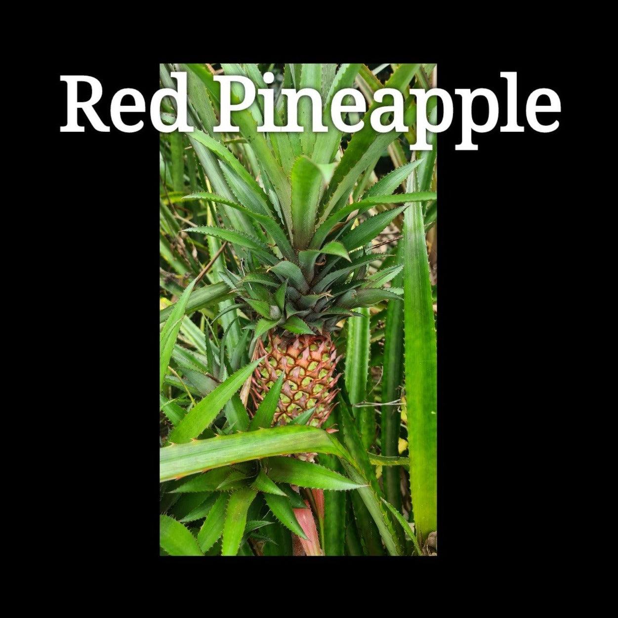 Pineapple RED Plant- grow your own Pineapple, Ananas comosus var. bracteatus - Rare Dragon Fruit