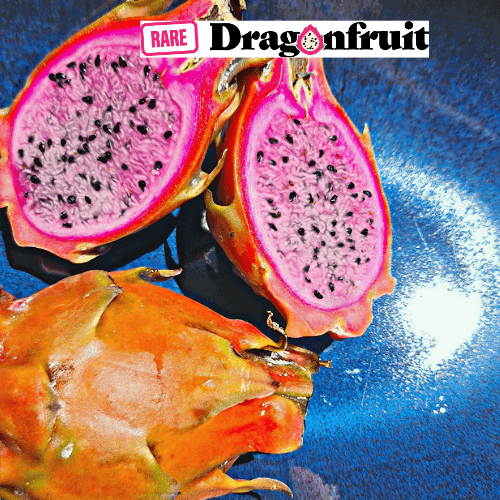 Pink Diamond- Hylocereus undatus X Australian Dragon Fruit - Rare Dragon Fruit