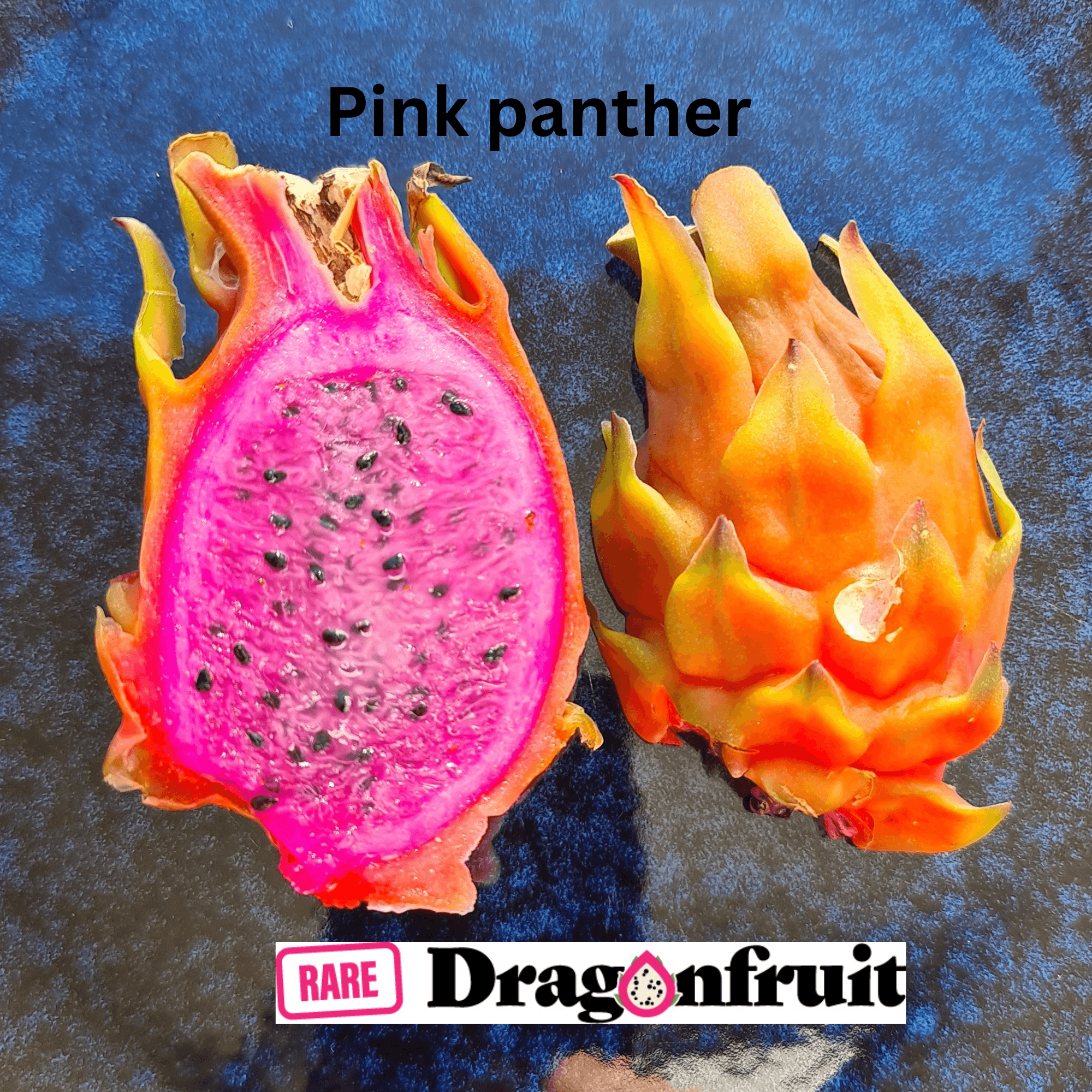 Pink Panther (XL bloom)- Hylocereus guatemalensis X Californian Dragon Fruit - Rare Dragon Fruit