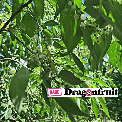 Pipturus argenteus- Native Mulberry Bush Tucker plant - Rare Dragon Fruit