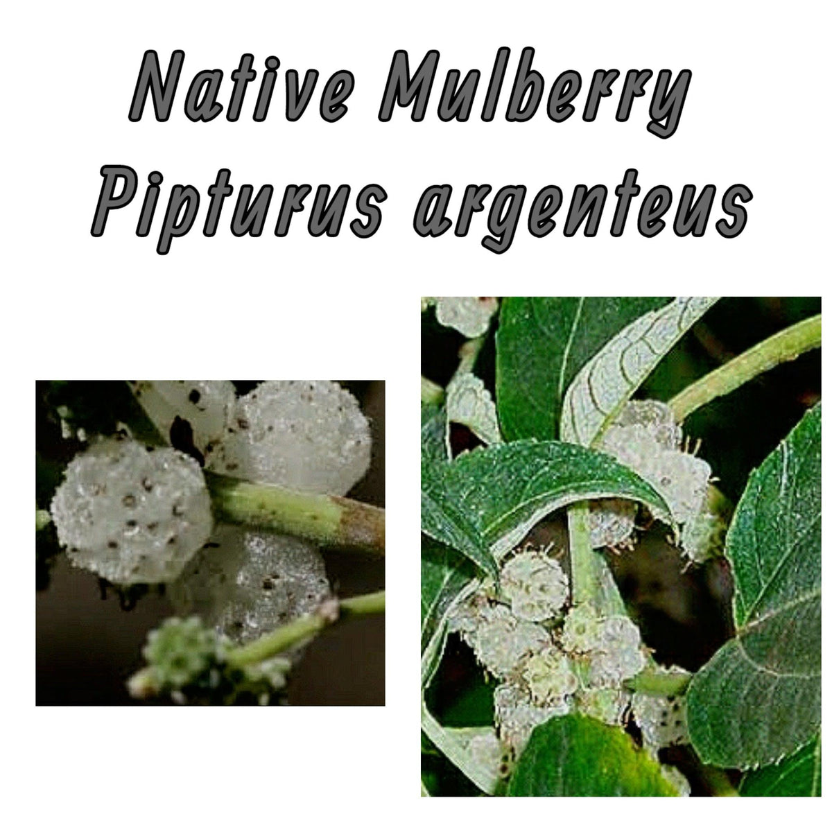 Pipturus argenteus- Native Mulberry Bush Tucker plant - Rare Dragon Fruit