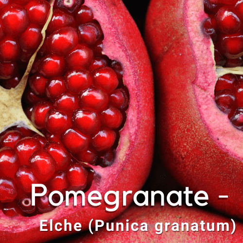 Pomegranate - Elche (Punica granatum) Fruit Tree Plant - Rare Dragon Fruit
