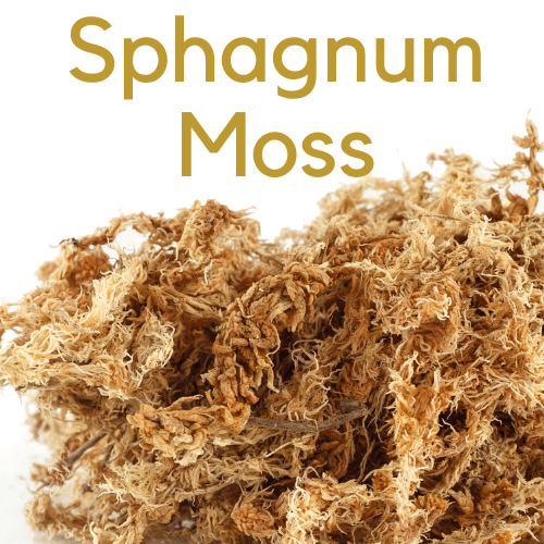 Premium Sphagnum Moss- Pots Tubs Planters Orchids Stag Elk Horns 150g = 12l - Rare Dragon Fruit