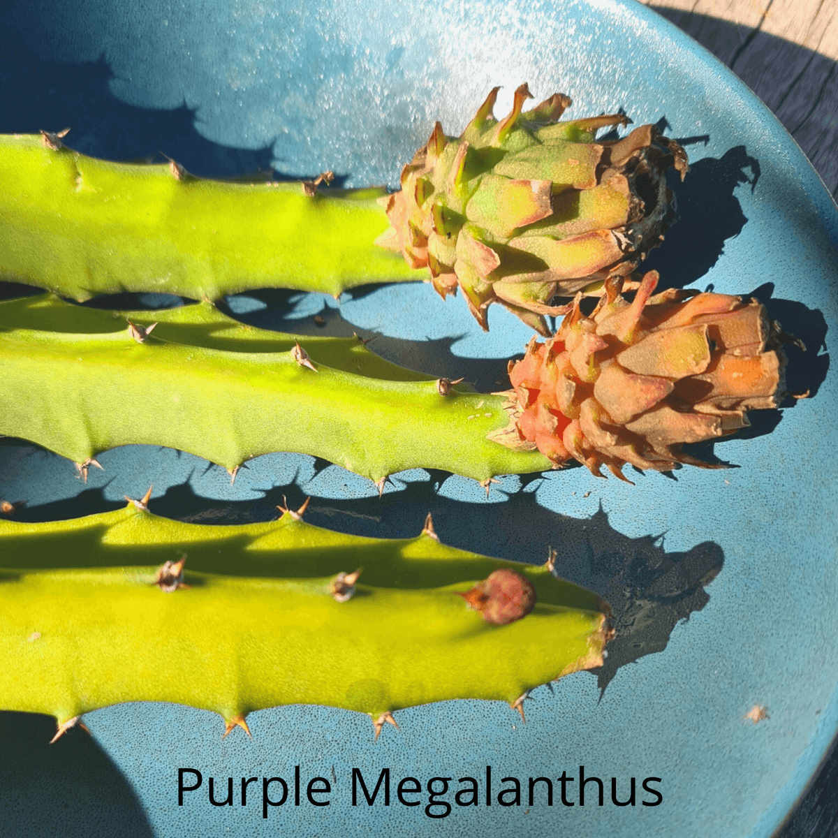 Purple Megalanthus- Colombian dragon fruit H. megalanthus. - Rare Dragon Fruit