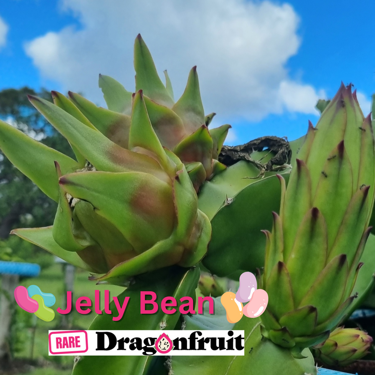 Jelly Bean Dragon Fruit - Rare Dragon Fruit